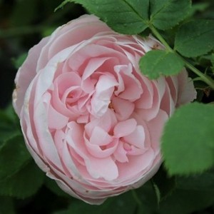 MADAME PIERRE OGER (Historic) (Bourbon)
